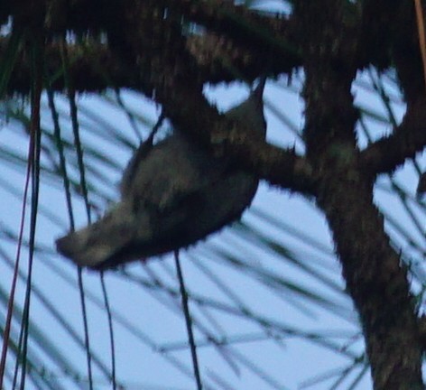 Brown-headed Nuthatch - ML578031231