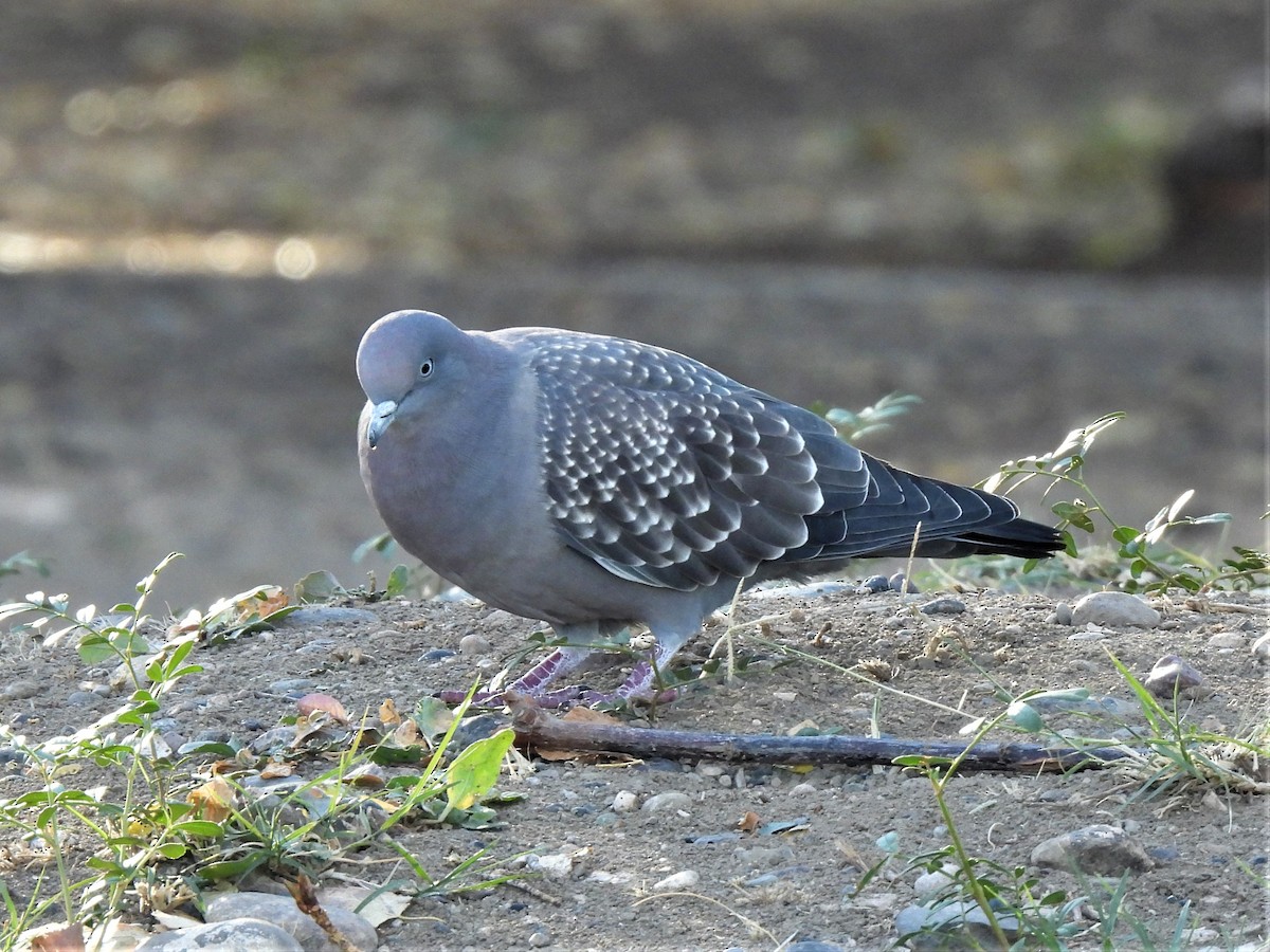 Spot-winged Pigeon - ML578031741