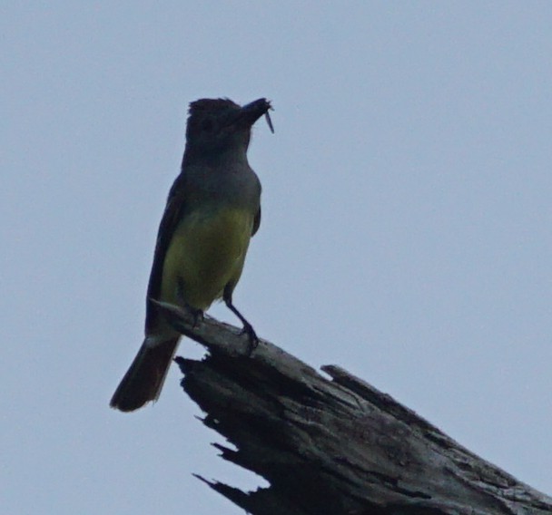 Great Crested Flycatcher - ML578032851