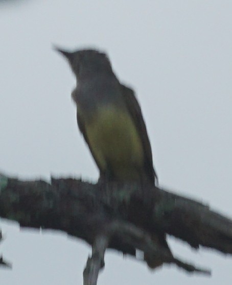 Great Crested Flycatcher - ML578033621