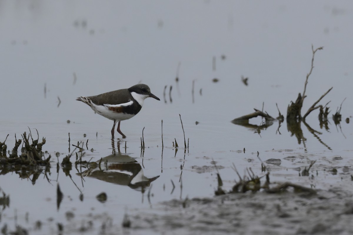 Red-kneed Dotterel - ML578033961