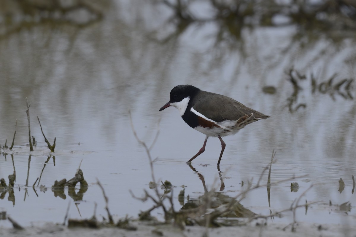 Red-kneed Dotterel - ML578033981