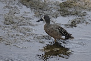 Blue-winged Teal, ML578034261