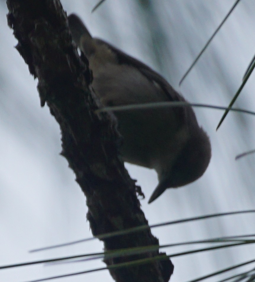 Brown-headed Nuthatch - ML578034351