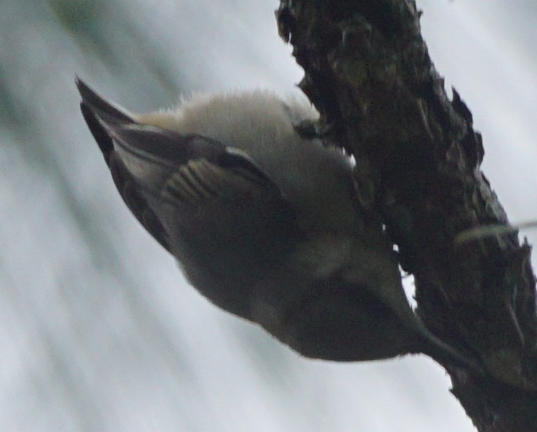 Brown-headed Nuthatch - ML578034751