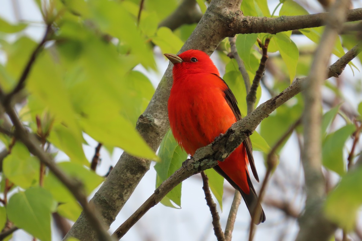 Scarlet Tanager - ML578035151