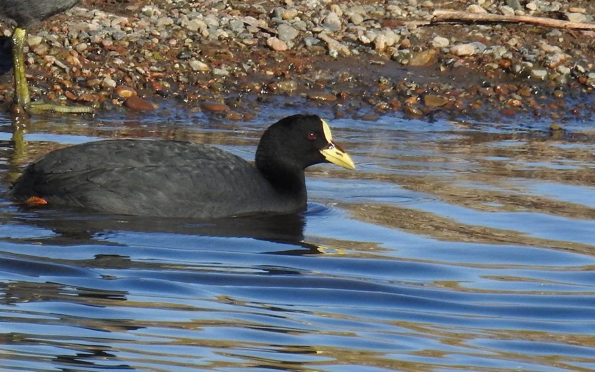 Red-gartered Coot - ML578037701
