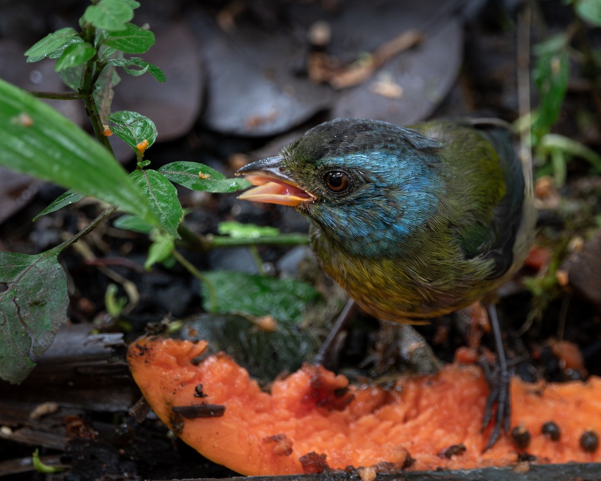 Moss-backed Tanager - ML578039501