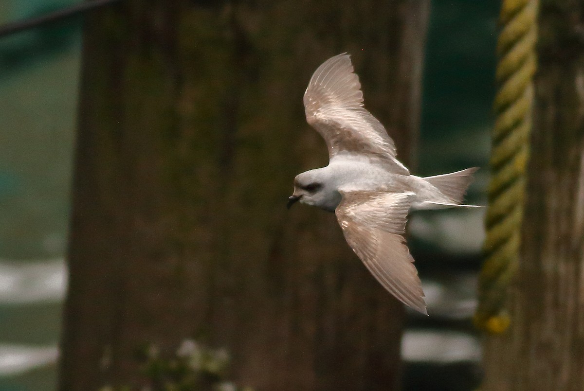 Fork-tailed Storm-Petrel - ML57804551