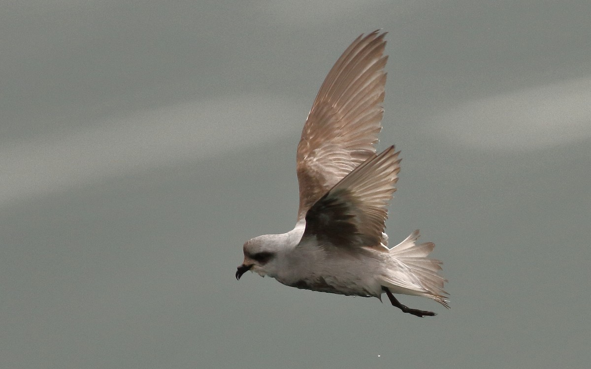 Fork-tailed Storm-Petrel - ML57804571