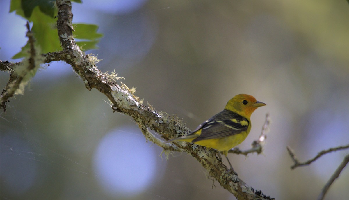 Western Tanager - ML578050231