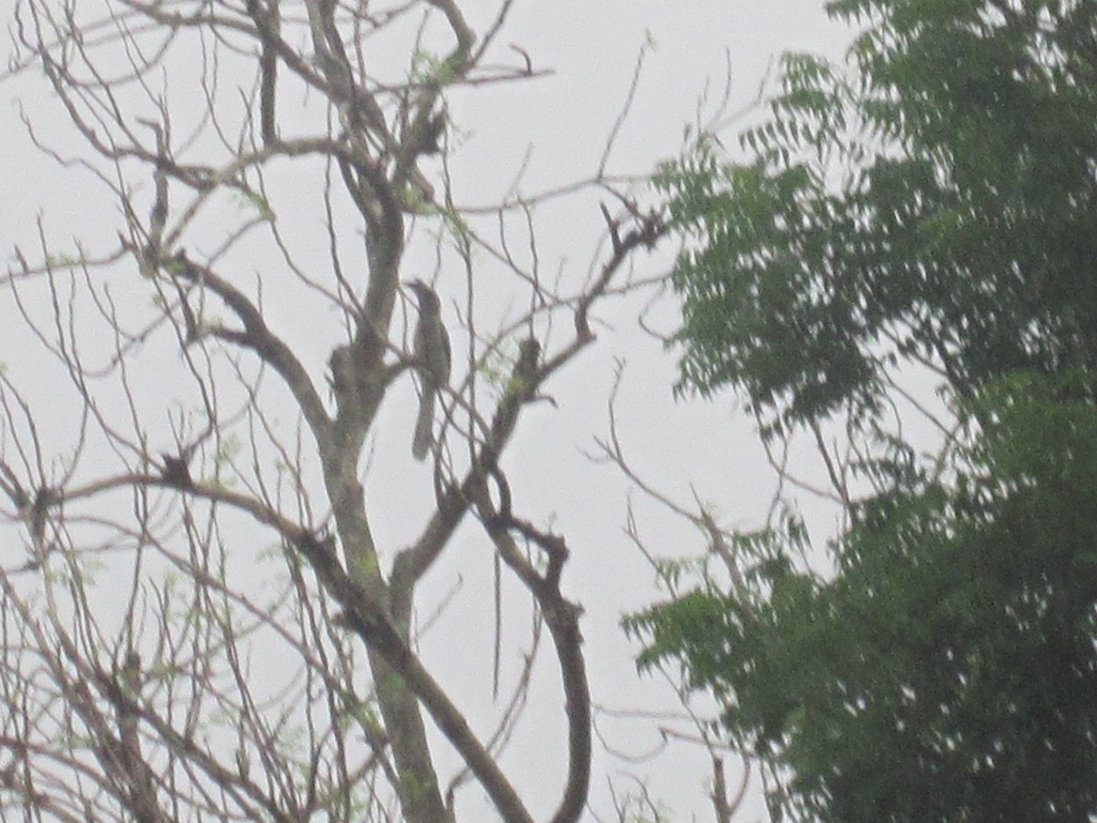 Indian Gray Hornbill - Anirudh Kamakeri