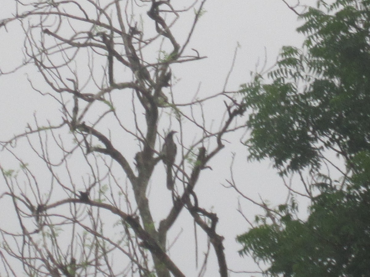 Indian Gray Hornbill - ML57805181