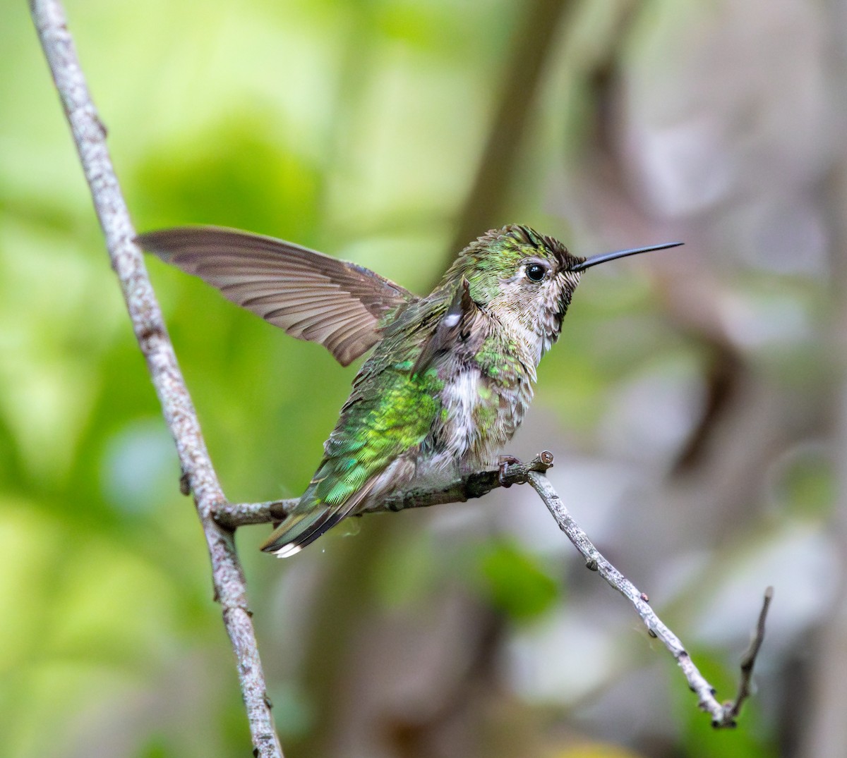 Ebird Checklist May Serrano Creek Park Lake Forest