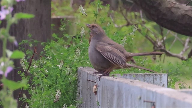 California Towhee - ML578060791