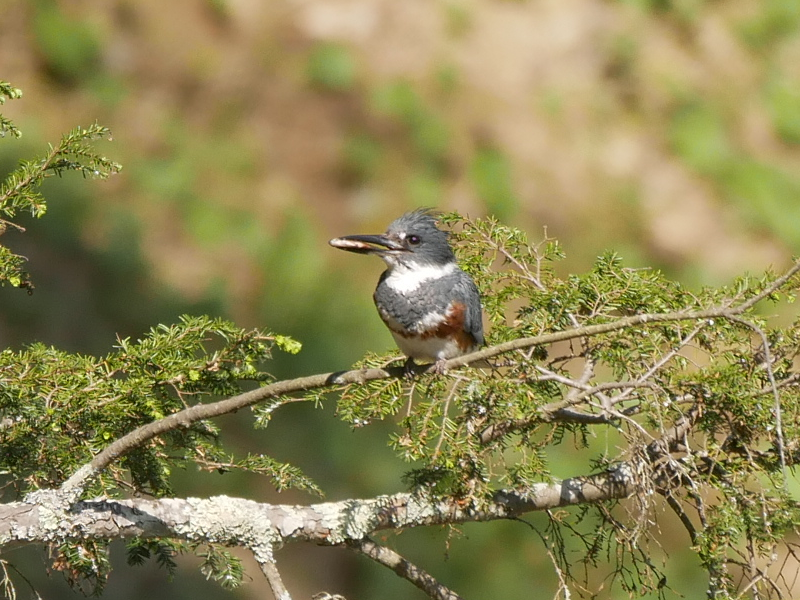 Belted Kingfisher - ML578065591
