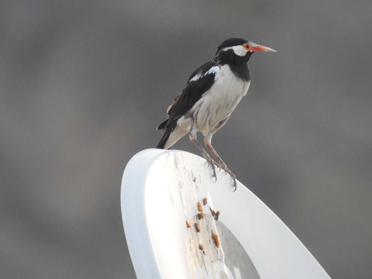 Indian Pied Starling - ML57806721
