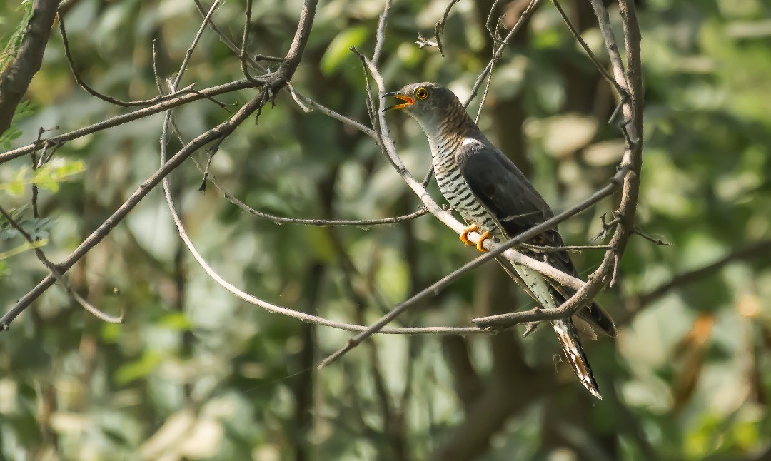 Common Cuckoo - Jaswinder Waraich