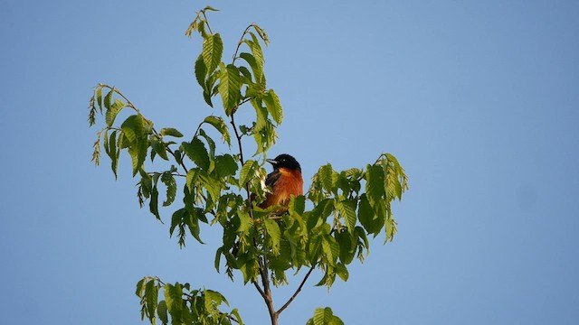 Orchard Oriole - ML578071561