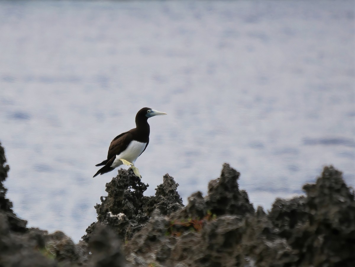 Brown Booby - ML578073121