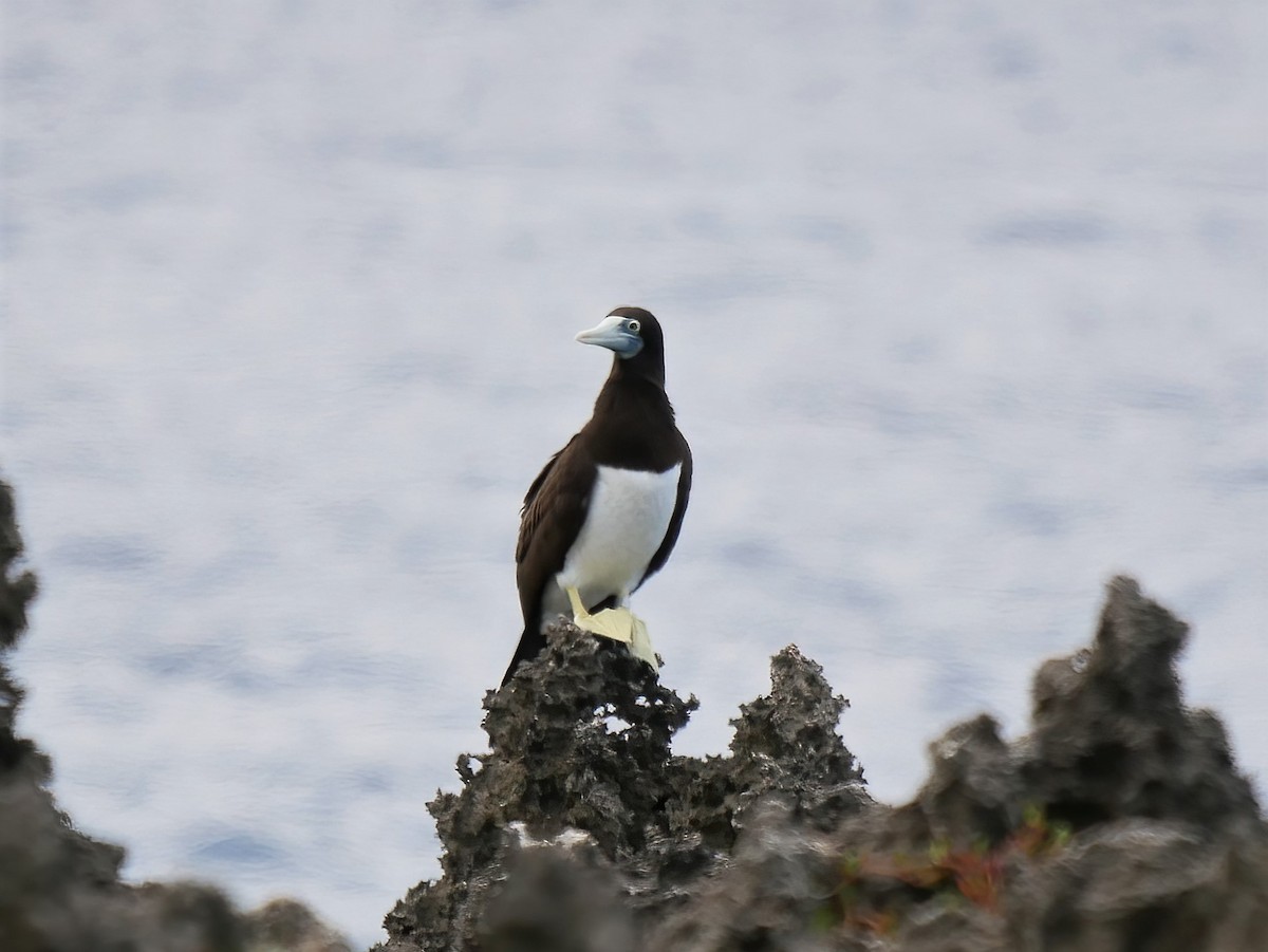Brown Booby - ML578073171
