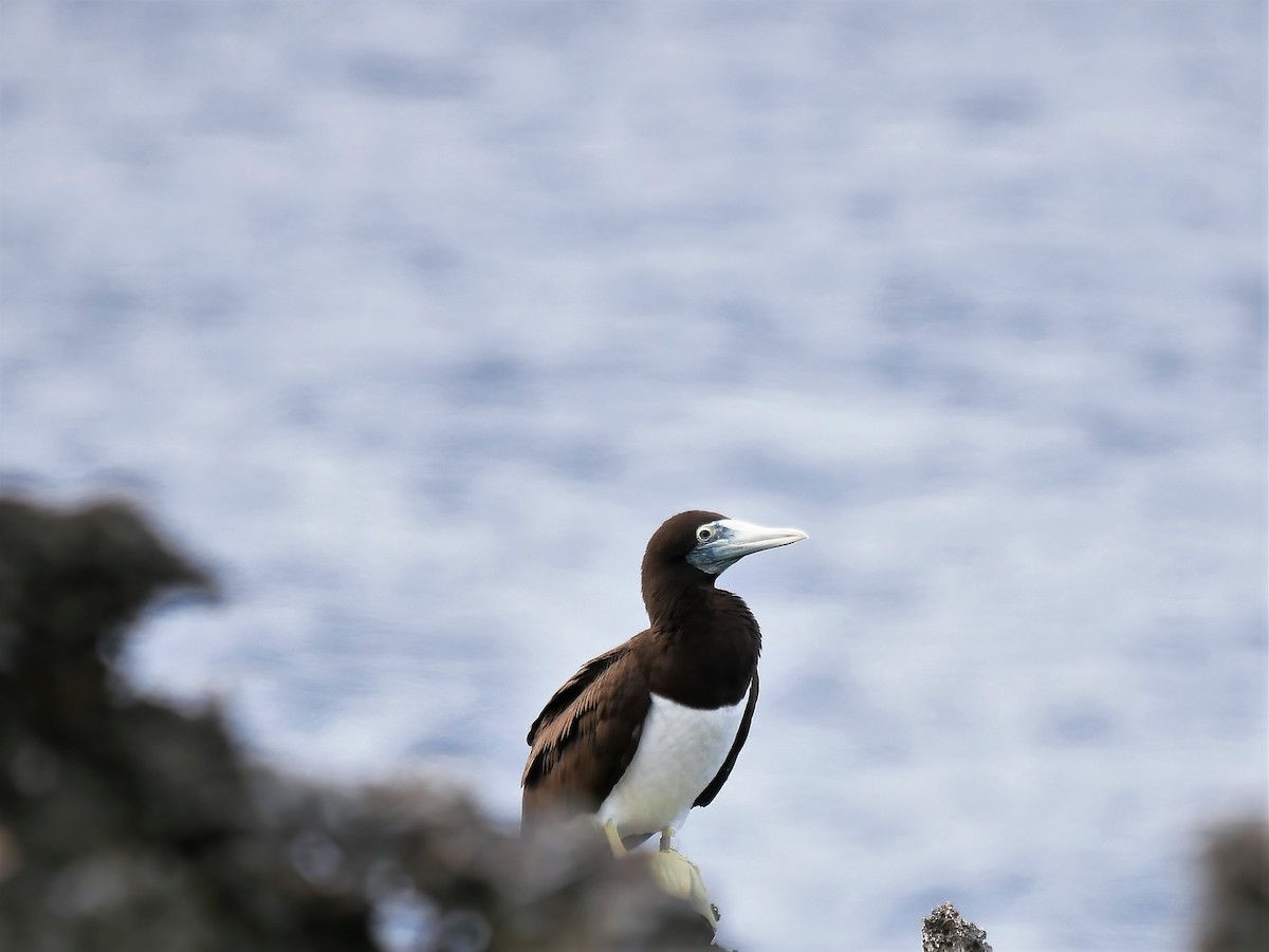 Brown Booby - ML578074111