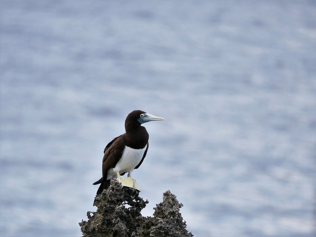 Brown Booby - ML578079191