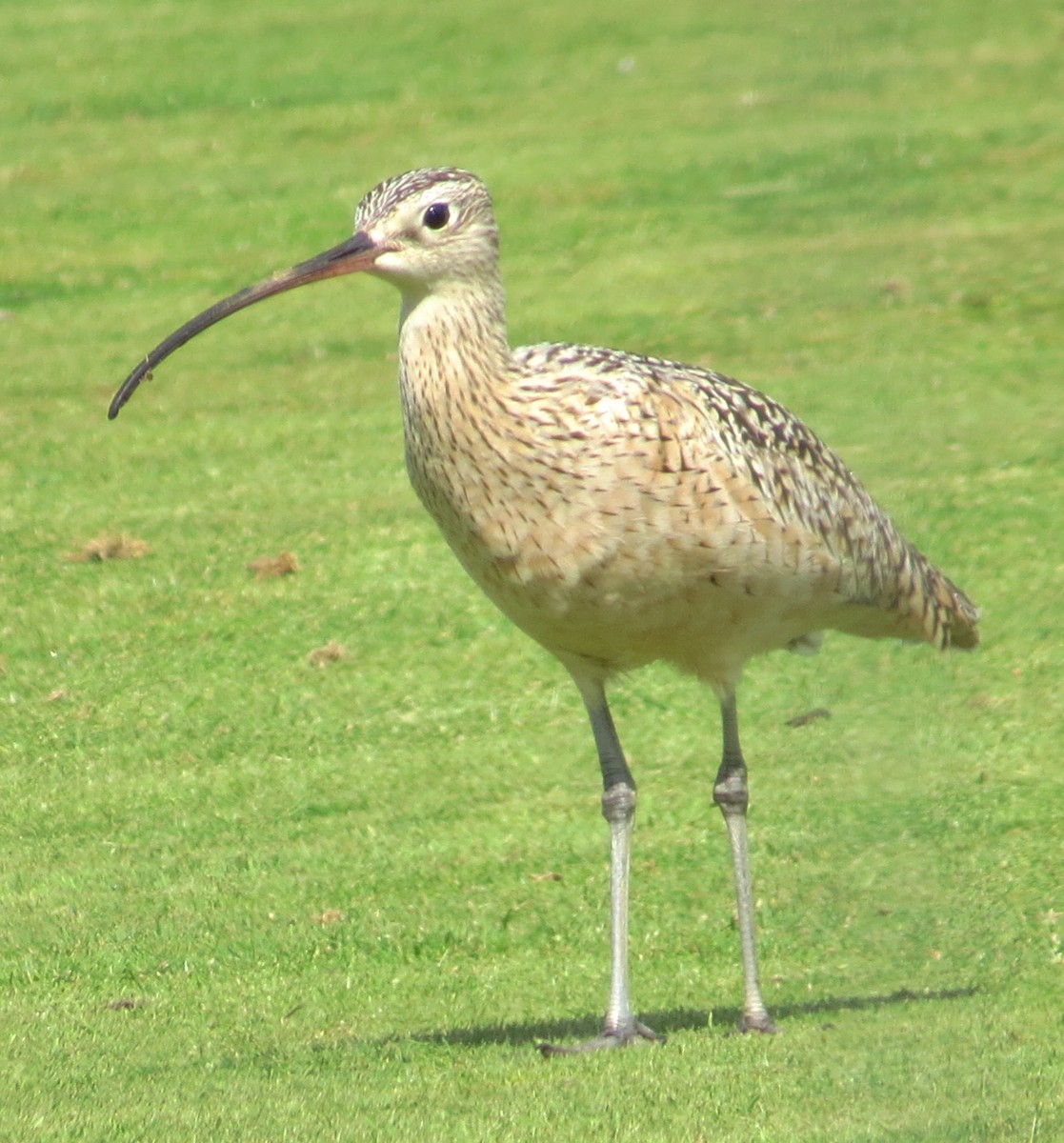 Long-billed Curlew - ML57808051