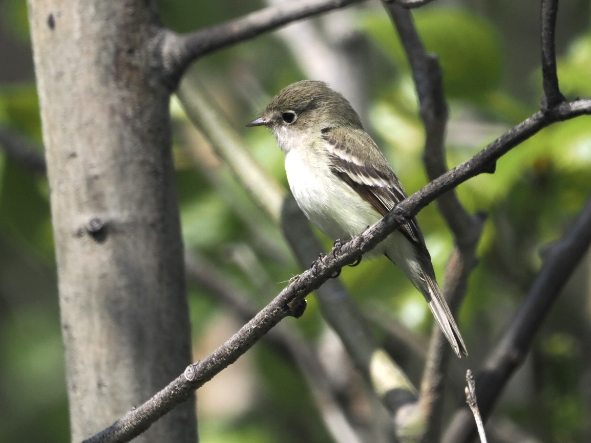 eBird Checklist 27 May 2023 Observatoire d'oiseaux de Tadoussac