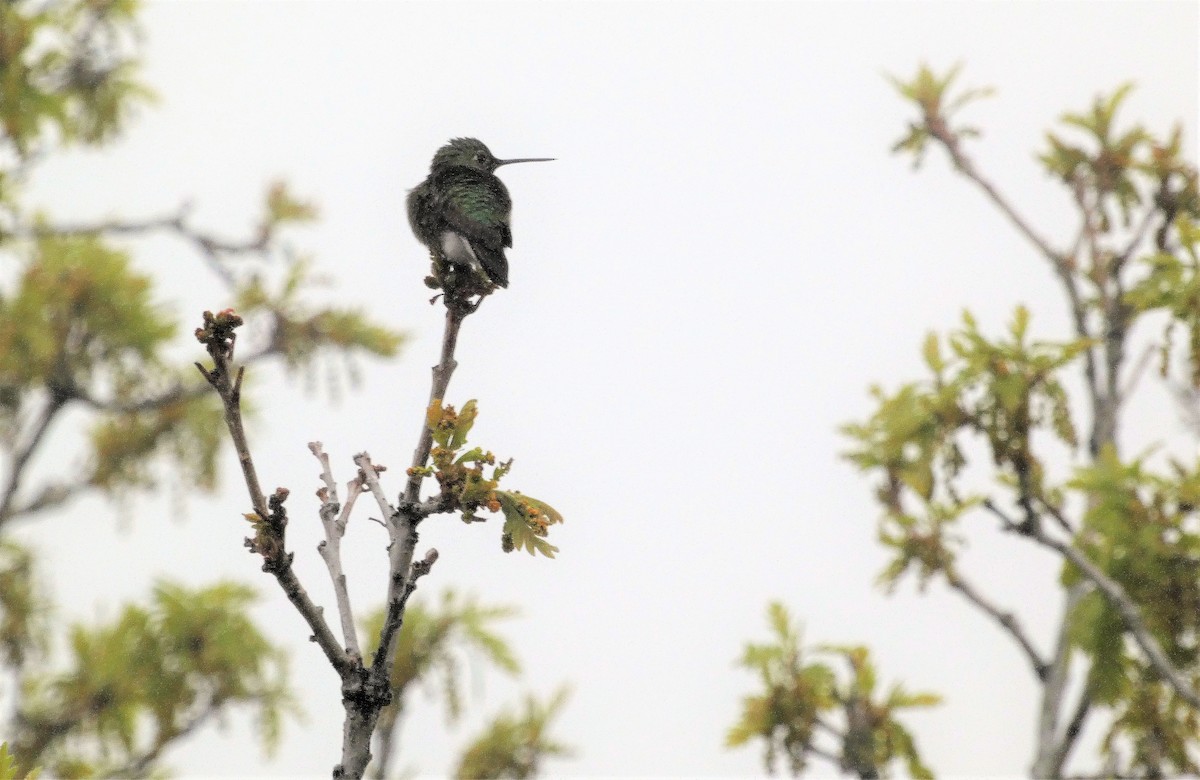 Black-chinned Hummingbird - ML578094241