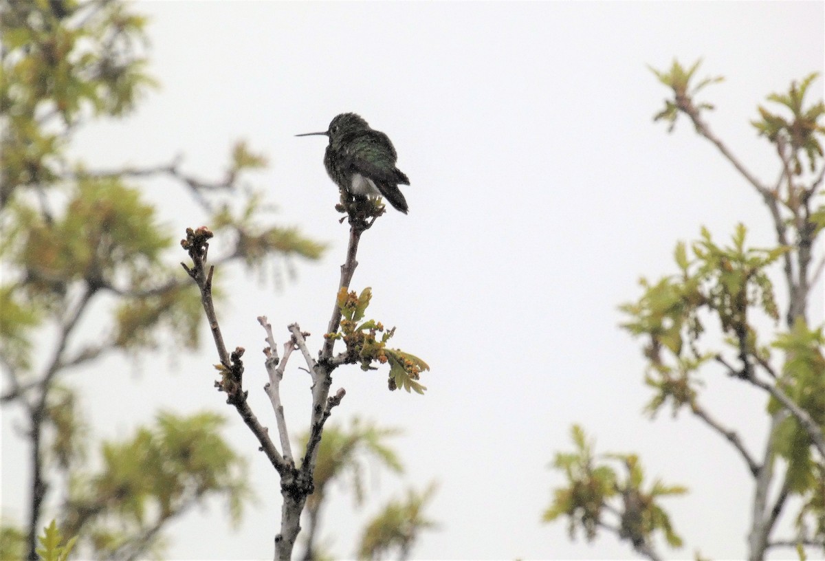 Black-chinned Hummingbird - ML578094251