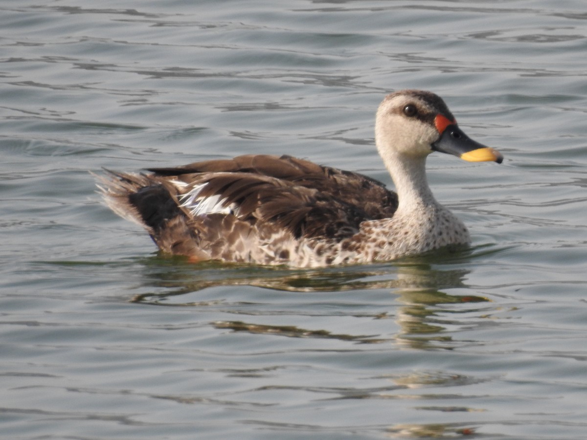 Indian Spot-billed Duck - ML57809521