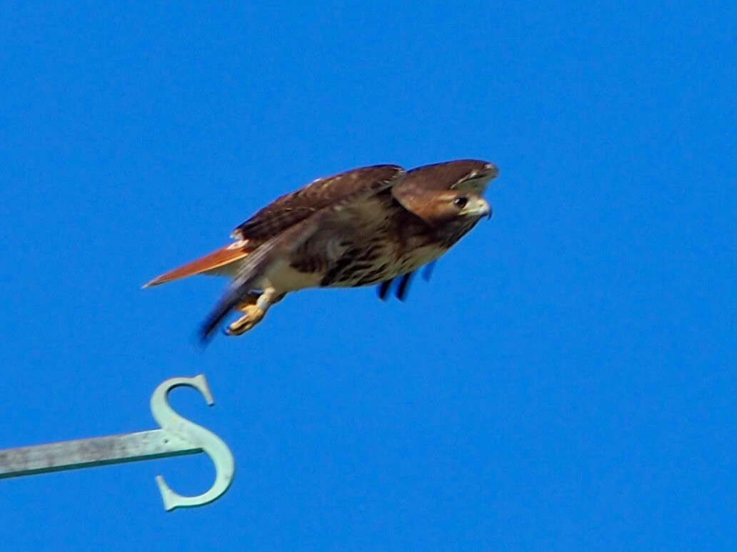 Red-tailed Hawk - ML578100031