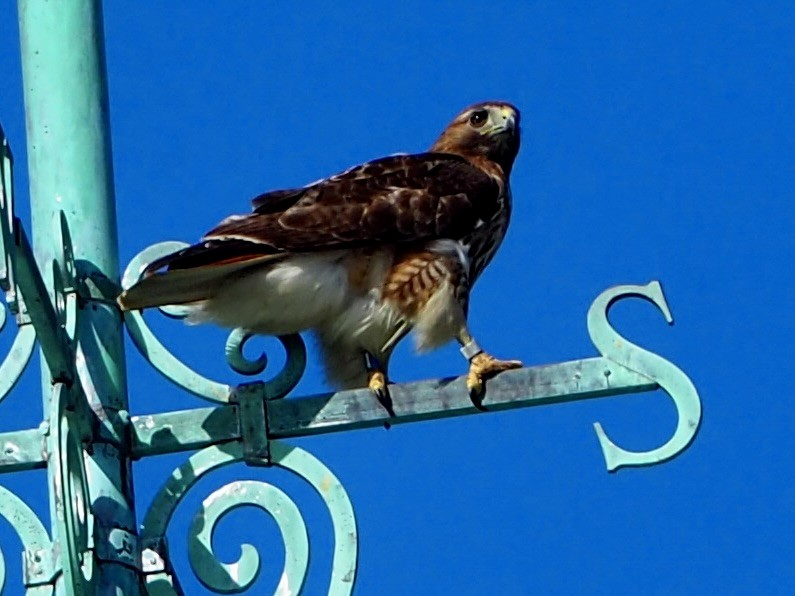 Red-tailed Hawk - ML578100041