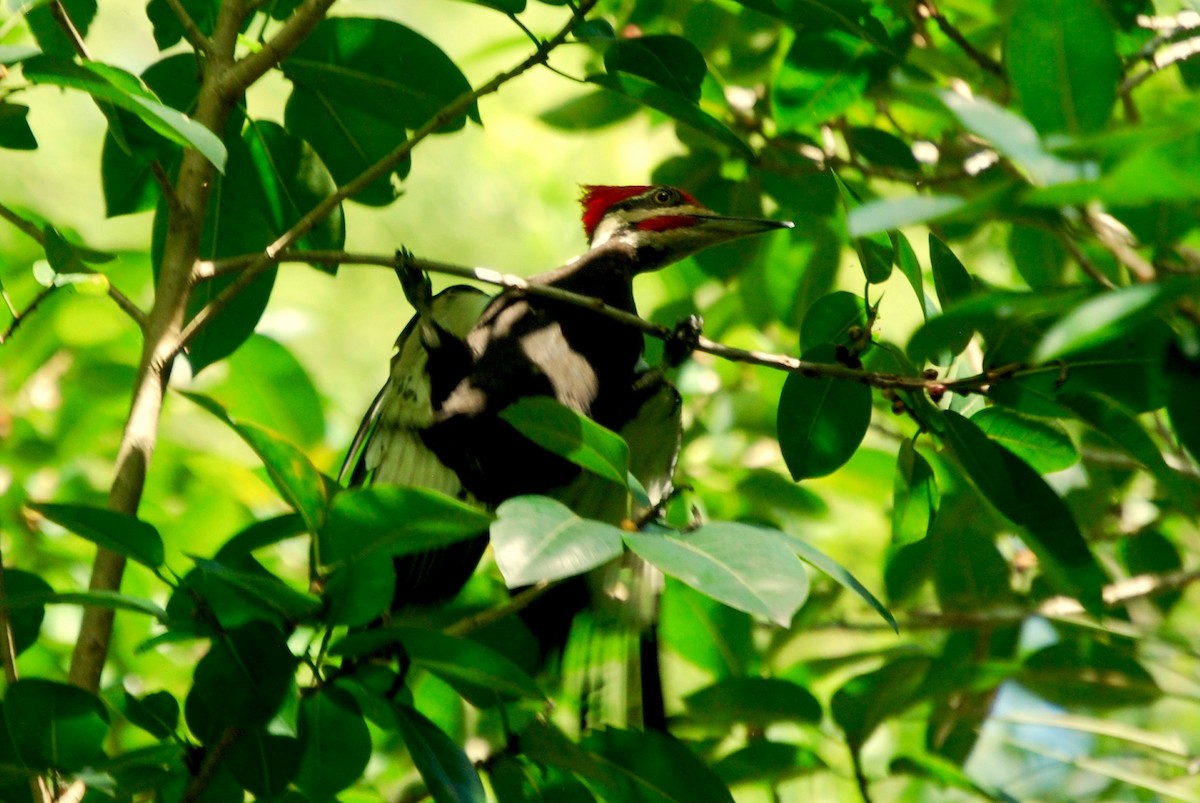Pileated Woodpecker - ML578104211