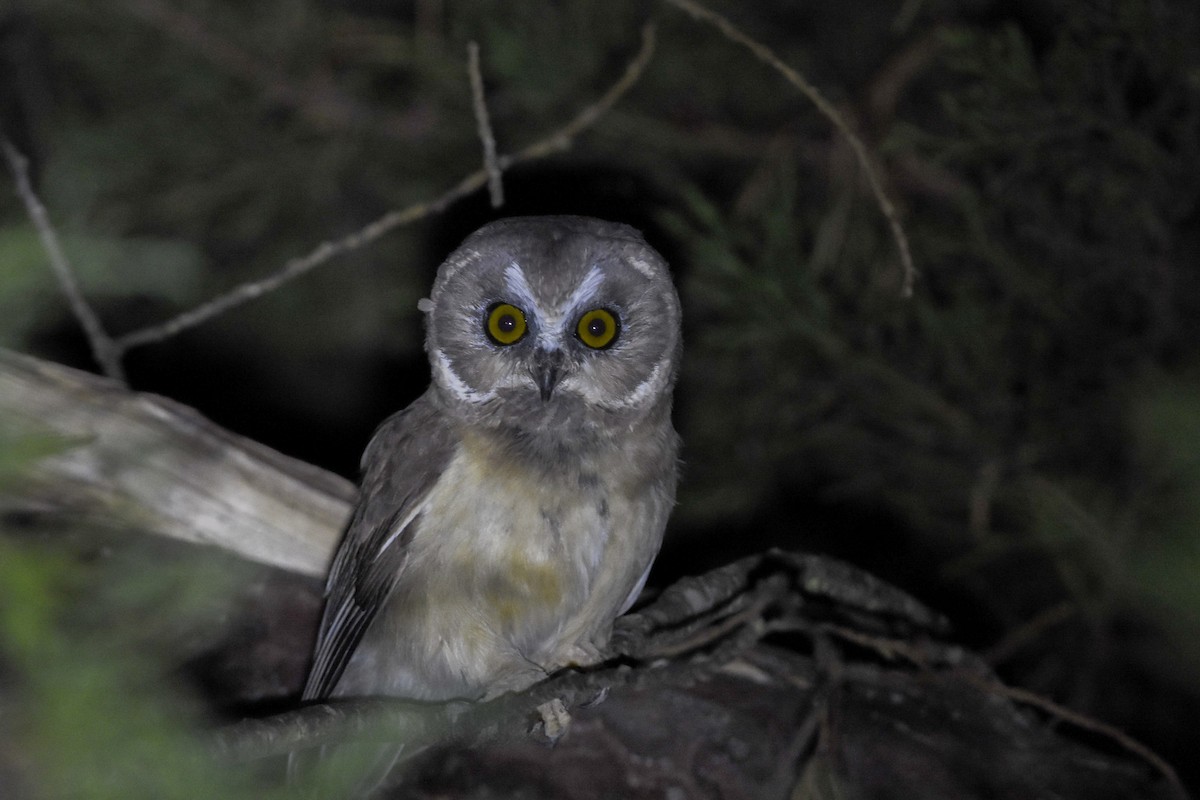 Unspotted Saw-whet Owl - ML578106101