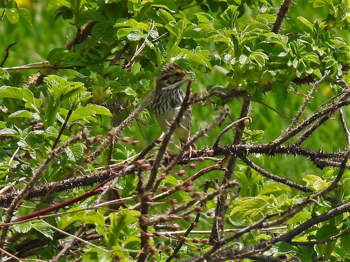 Savannah Sparrow - ML578108471