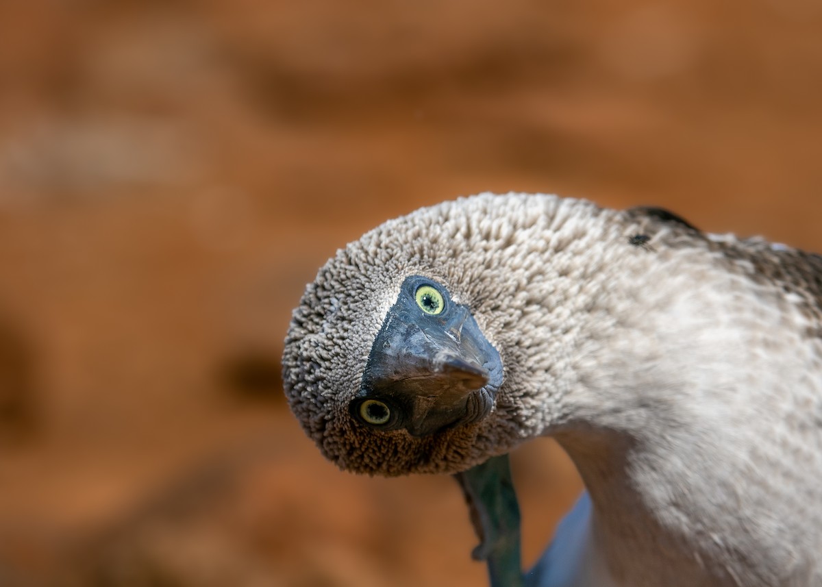 Blue-footed Booby - ML578109071