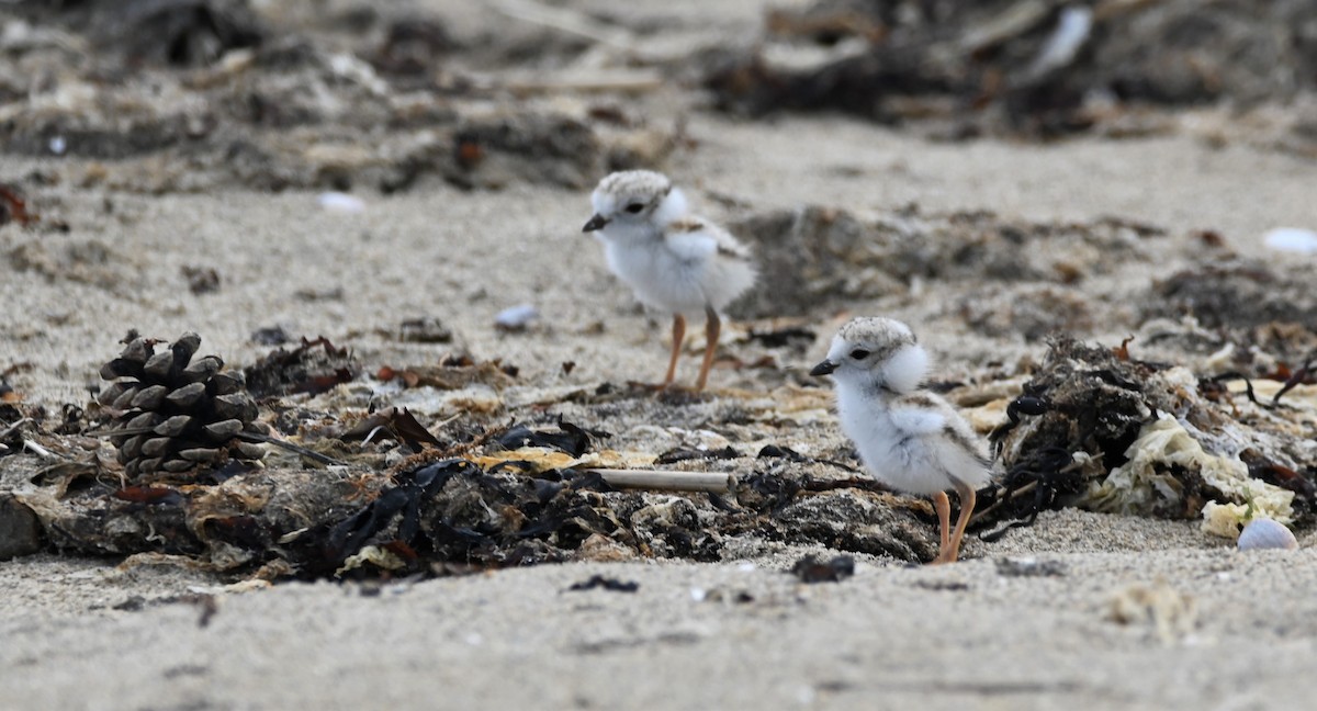 Piping Plover - ML578109241
