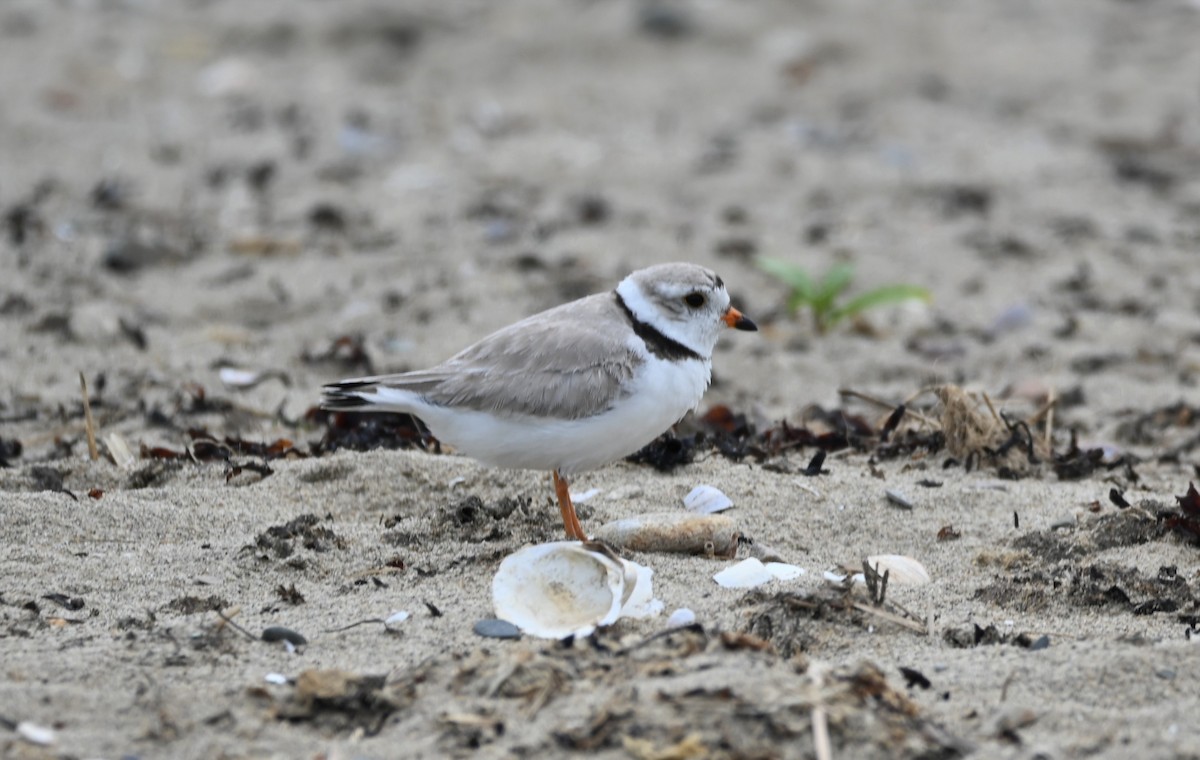 Piping Plover - ML578109251