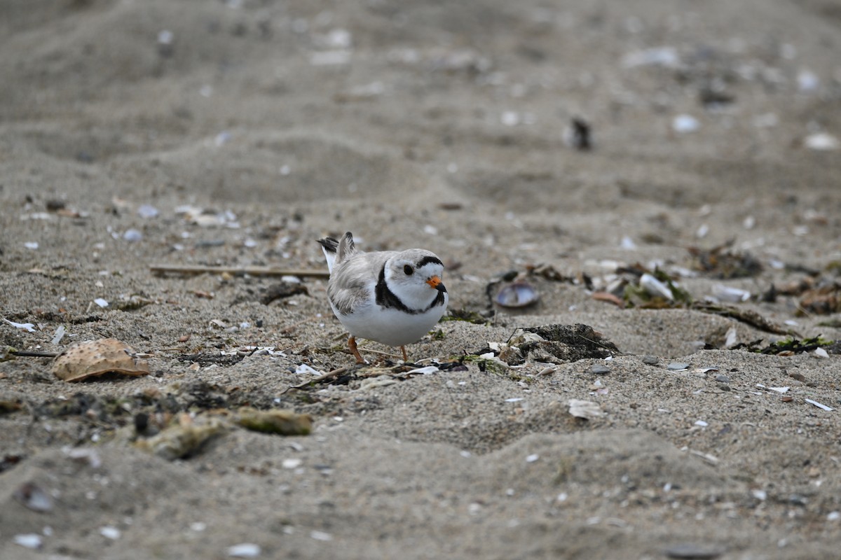 Piping Plover - ML578109271