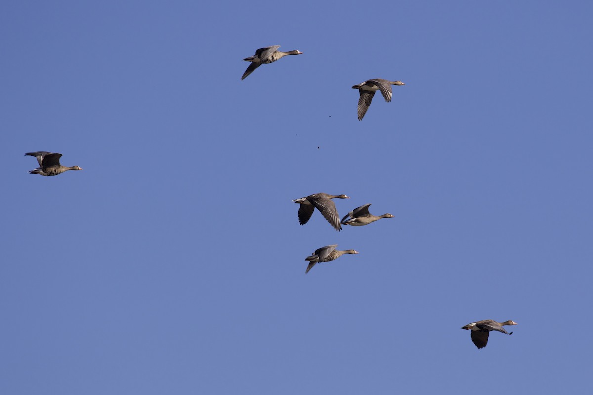 Greater White-fronted Goose - ML578109821