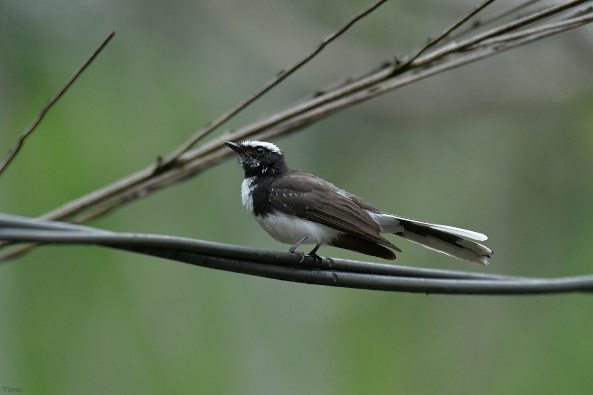 White-browed Fantail - Supaporn Teamwong
