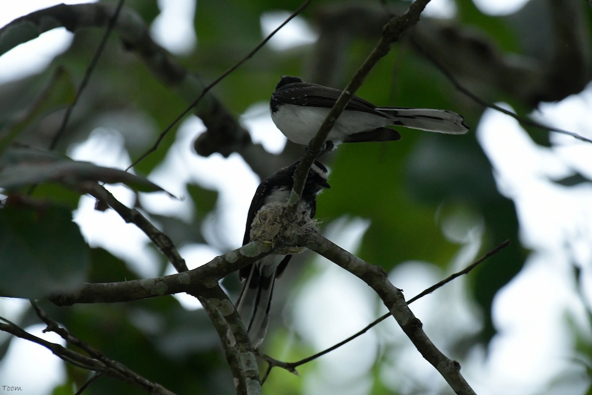 White-browed Fantail - ML578111101