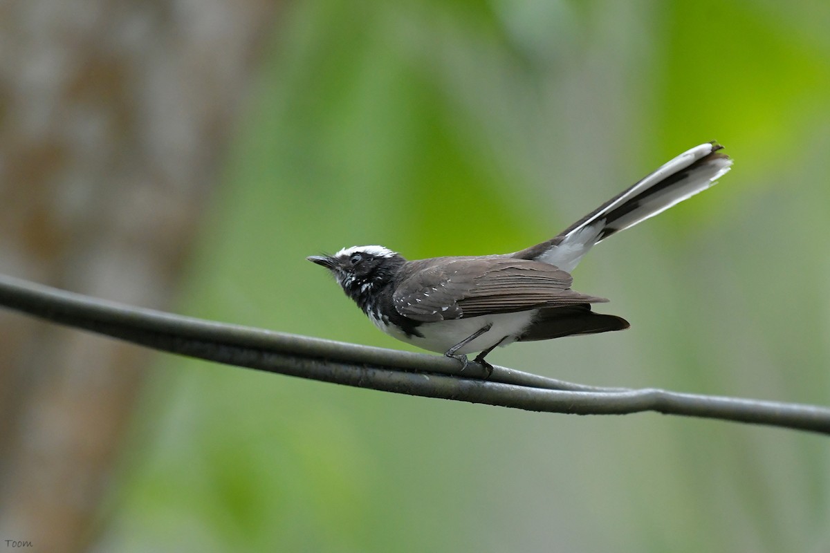 White-browed Fantail - Supaporn Teamwong