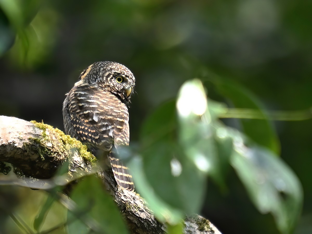 Collared Owlet - ML578112201