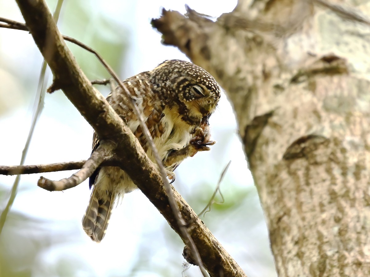 Collared Owlet - ML578112211