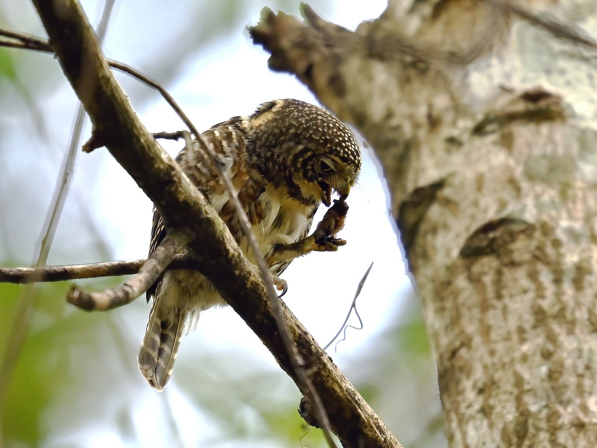 Collared Owlet - ML578112221