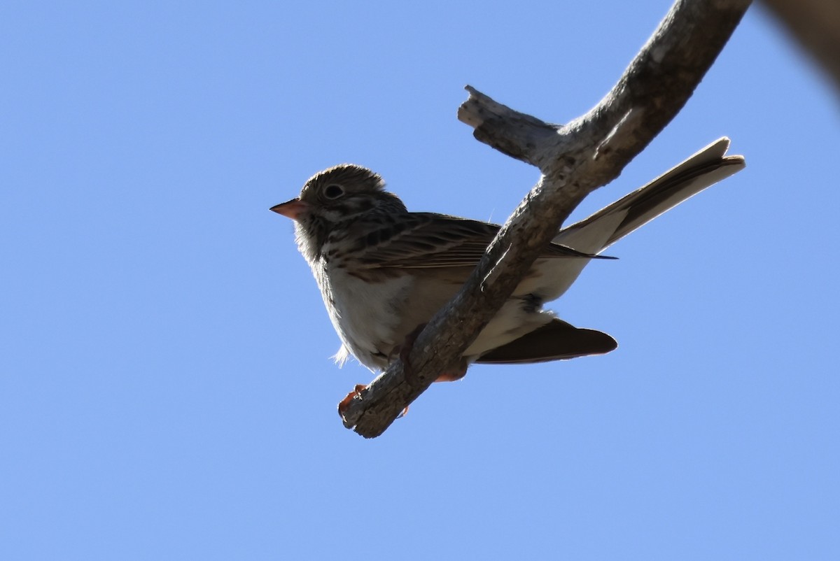 Vesper Sparrow - ML578117831
