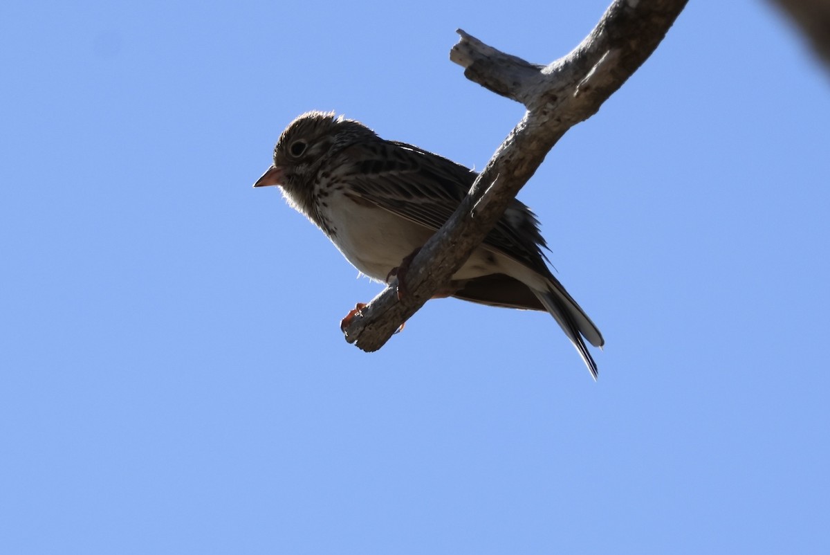 Vesper Sparrow - ML578117841